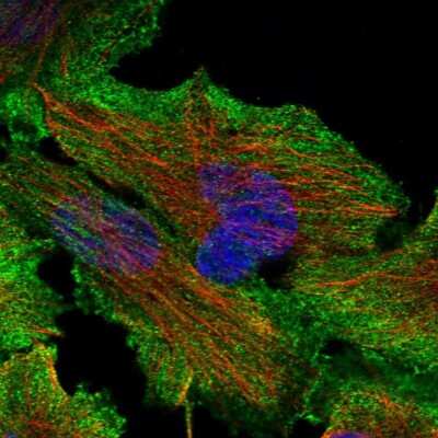 Immunocytochemistry/ Immunofluorescence: SNX26 Antibody [NBP1-92420]