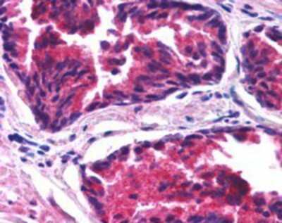 Immunohistochemistry-Paraffin: SNX26 Antibody [NB100-53781]