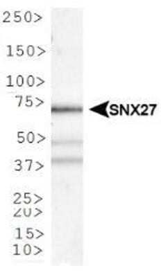 Western Blot: SNX27 AntibodyBSA Free [NBP1-45282]