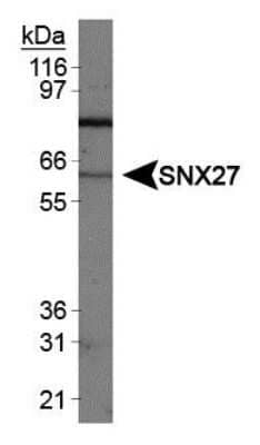 Western Blot: SNX27 AntibodyBSA Free [NBP1-45283]