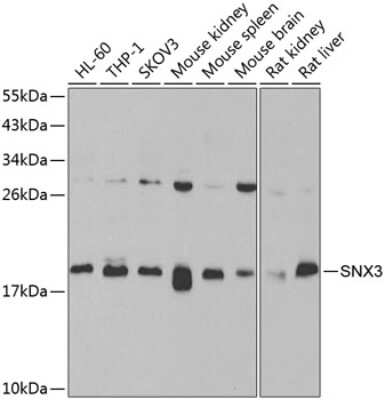 Western Blot: SNX3 AntibodyBSA Free [NBP2-93212]