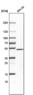 Western Blot: SNX30 Antibody [NBP1-90841]