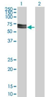 Western Blot: SNX33 Antibody (3A1) [H00257364-M03]