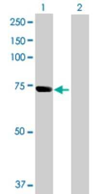 Western Blot: SNX33 Antibody [H00257364-B01P]