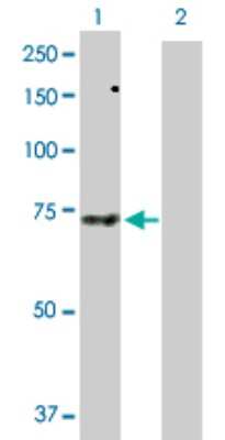 Western Blot: SNX33 Antibody [H00257364-D01P]