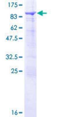 SDS-PAGE: Recombinant Human SNX33 GST (N-Term) Protein [H00257364-P01]