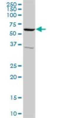 Western Blot: SNX4 Antibody [H00008723-D01P]