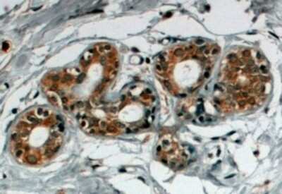 Immunohistochemistry-Paraffin: SNX5 Antibody [NB100-1362]