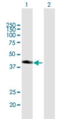 Western Blot: SNX7 Antibody [H00051375-B01P]