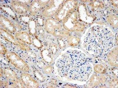 Immunohistochemistry-Paraffin: SNX8 Antibody [NB100-1363]