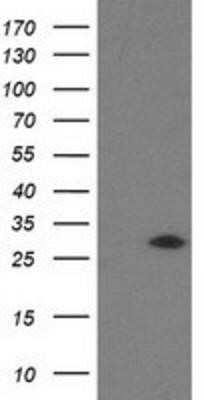 Western Blot: SOCS-3 Antibody (OTI3D3)Azide and BSA Free [NBP2-74276]