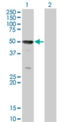 Western Blot: SOCS-4 Antibody (2G8) [H00122809-M01]