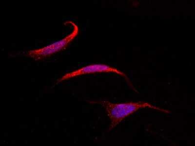 Immunocytochemistry/ Immunofluorescence: SOCS-4 Antibody [NBP2-98875]