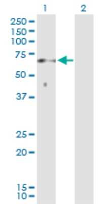 Western Blot: SOCS-6 Antibody [H00009306-D01P]