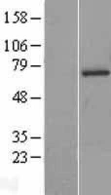 Western Blot: SOCS-6 Overexpression Lysate [NBL1-16331]