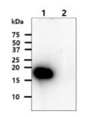 Western Blot: SOD1/Cu-Zn SOD Antibody (6F1)BSA Free [NBP2-59422]