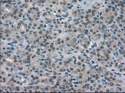 Immunohistochemistry-Paraffin: SOD1/Cu-Zn SOD Antibody (OTI8B10) [NBP1-47993]