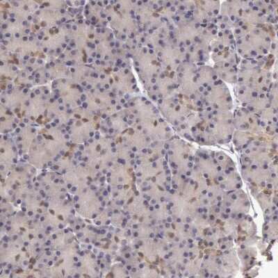 Immunohistochemistry-Paraffin: SOD1/Cu-Zn SOD Antibody [NBP1-90186]