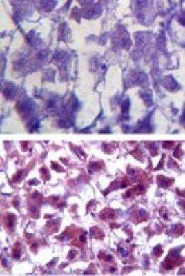 Immunohistochemistry-Paraffin: SOD1/Cu-Zn SOD Antibody [NBP2-24915]