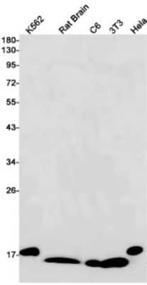 Western Blot: SOD1/Cu-Zn SOD Antibody (S07-1G6) [NBP3-14886]