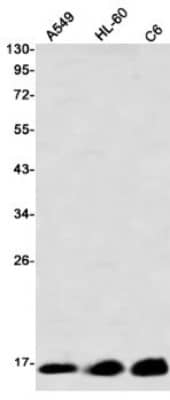 Western Blot: SOD1/Cu-Zn SOD Antibody (S08-5A5) [NBP3-20005]