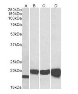 Western Blot: SOD1/Cu-Zn SOD Antibody [NB100-60944]