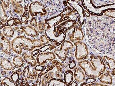 Immunohistochemistry-Paraffin: SOD2/Mn-SOD Antibody (012) [NBP2-90139]