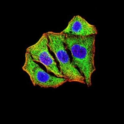 Immunocytochemistry/ Immunofluorescence: SOD2/Mn-SOD Antibody (8H3D2) - BSA Free [NBP2-61883]