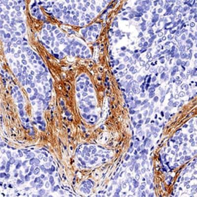 Immunohistochemistry-Paraffin: SODD/BAG4 Antibody [NBP2-27329]