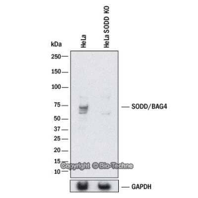 Knockdown Validated: SODD/BAG4 Antibody [NB100-56696]