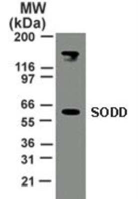 Western Blot: SODD/BAG4 Antibody [NB100-56696]