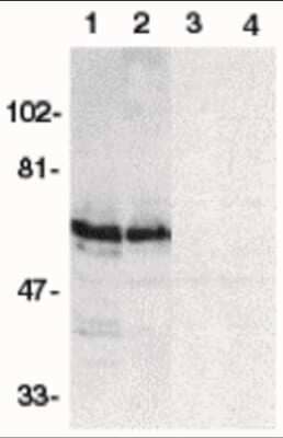 Western Blot: SODD/BAG4 AntibodyBSA Free [NBP1-76897]