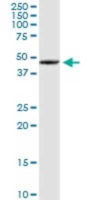 Western Blot: SOHLH2 Antibody [H00054937-D01P]