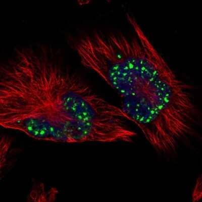 Immunocytochemistry/ Immunofluorescence: SON Antibody [NBP1-88706]