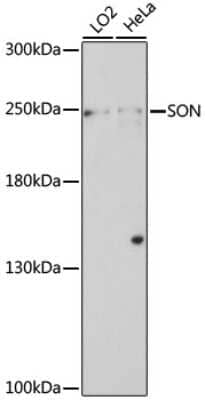 Western Blot: SON AntibodyAzide and BSA Free [NBP2-95174]