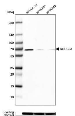 Western Blot: SORBS1 Antibody [NBP2-33383]