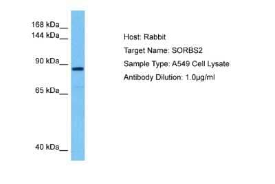 Western Blot: SORBS2 Antibody [NBP2-88336]