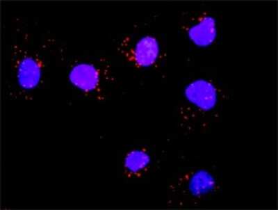 Proximity Ligation Assay: SOS1 Antibody (4C1) [H00006654-M01]