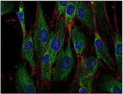 Immunocytochemistry/ Immunofluorescence: SOS1 Antibody (SOS-01) - BSA Free [NB110-68800]