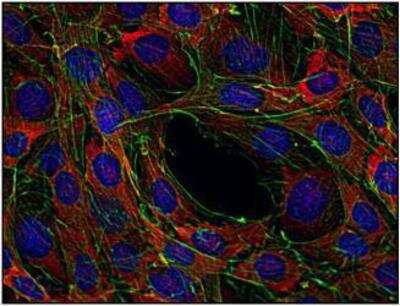 Immunocytochemistry/ Immunofluorescence: SOS1 Antibody (SOS-01) - BSA Free [NB110-68800]