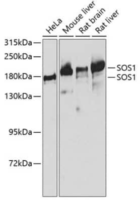 Western Blot: SOS1 AntibodyBSA Free [NBP2-94657]