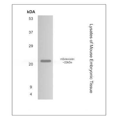 Western Blot: SOST/Sclerostin Antibody (RM0129-4D77)Azide and BSA Free [NBP1-22506]