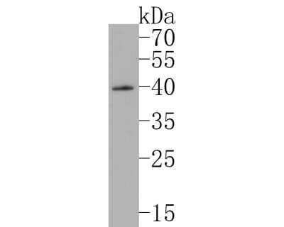 Western Blot: SOX1 Antibody (JJ20-40) [NBP2-67864]