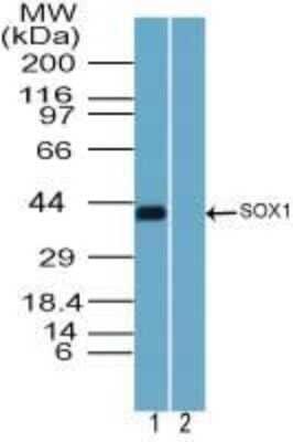 Western Blot: SOX1 Antibody [NBP2-24486]