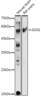 Western Blot: SOX1 AntibodyAzide and BSA Free [NBP3-16153]