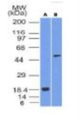 Western Blot: SOX10 Antibody (SOX10/1074)Azide and BSA Free [NBP2-59623]