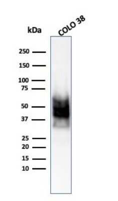 Western Blot: SOX10 Antibody (SOX10/1074)Azide and BSA Free [NBP2-59623]