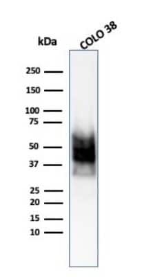 Western Blot: SOX10 Antibody (SOX10/1074) [NBP2-59622]