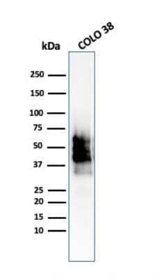 Western Blot: SOX10 Antibody (SOX10/2311R)Azide and BSA Free [NBP2-79905]