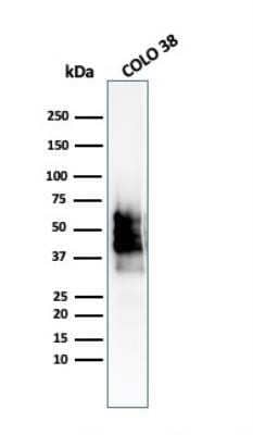 Western Blot: SOX10 Antibody (SOX10/2311R) [NBP2-79770]